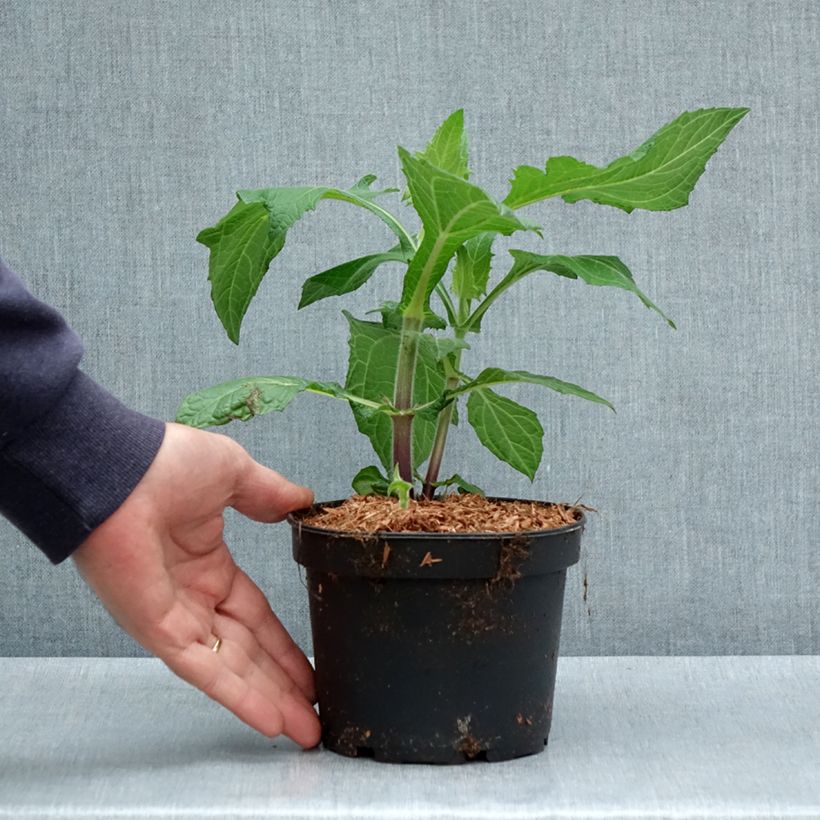 Exemplar von Yacón - Smallanthus sonchifolius Topf mit 1,5L/2L wie im Frühjahr geliefert