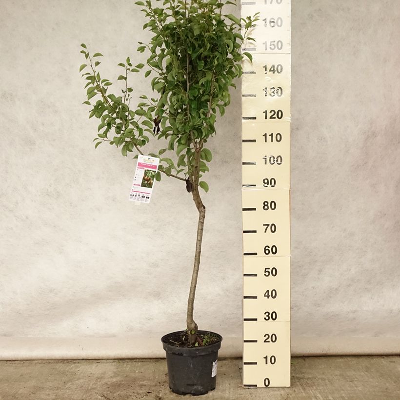 Exemplar von Birnbaum Angelys - Pyrus communis Topf mit 7,5L/10L, Gobelet-Form wie im Sommer geliefert