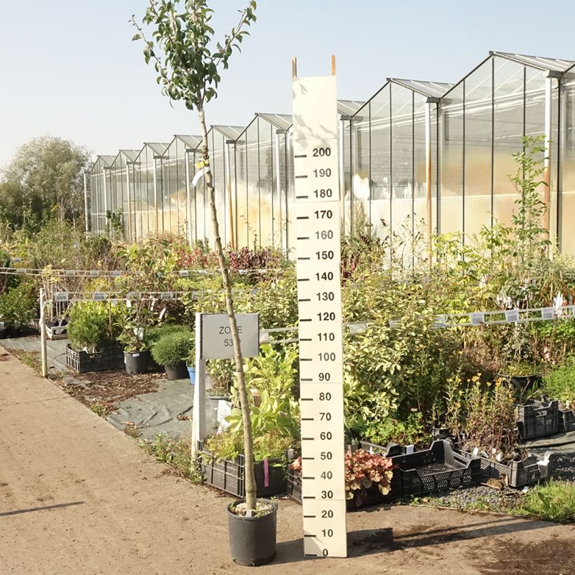 Exemplar von Birnbaum Charneux - Pyrus communis Topf mit 7,5L/10L, HochstammGelieferte Höhe ca. 175/+cm wie im Sommer geliefert