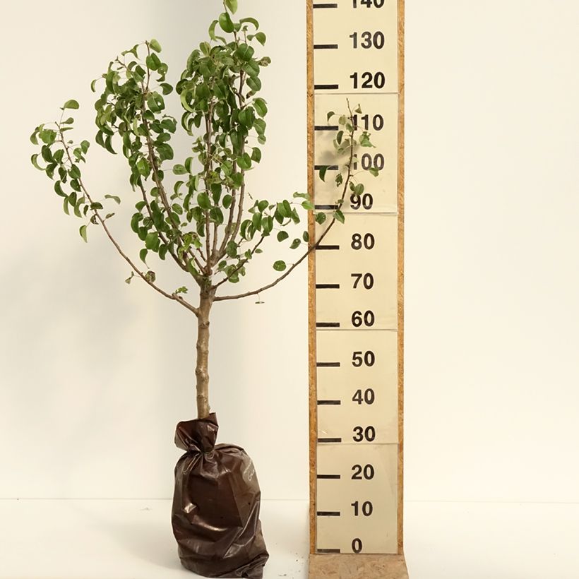 Exemplar von Birnbaum Comtesse de Paris - Pyrus communis Plug "Fertig-zum-Pflanzen", Gobelet-Form wie im Sommer geliefert