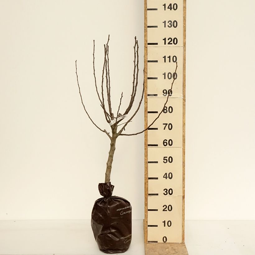 Exemplar von Birnbaum Comtesse de Paris - Pyrus communis Plug "Fertig-zum-Pflanzen", Gobelet-FormGelieferte Höhe ca. 110/+cm wie im Frühjahr geliefert