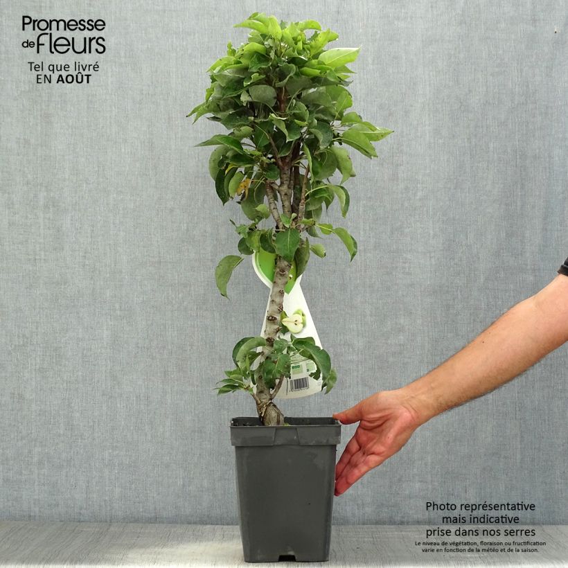 Exemplar von Zwergbirnbaum Condo - Pyrus communis Topf mit 4L/5L, Zwergform wie im Sommer geliefert