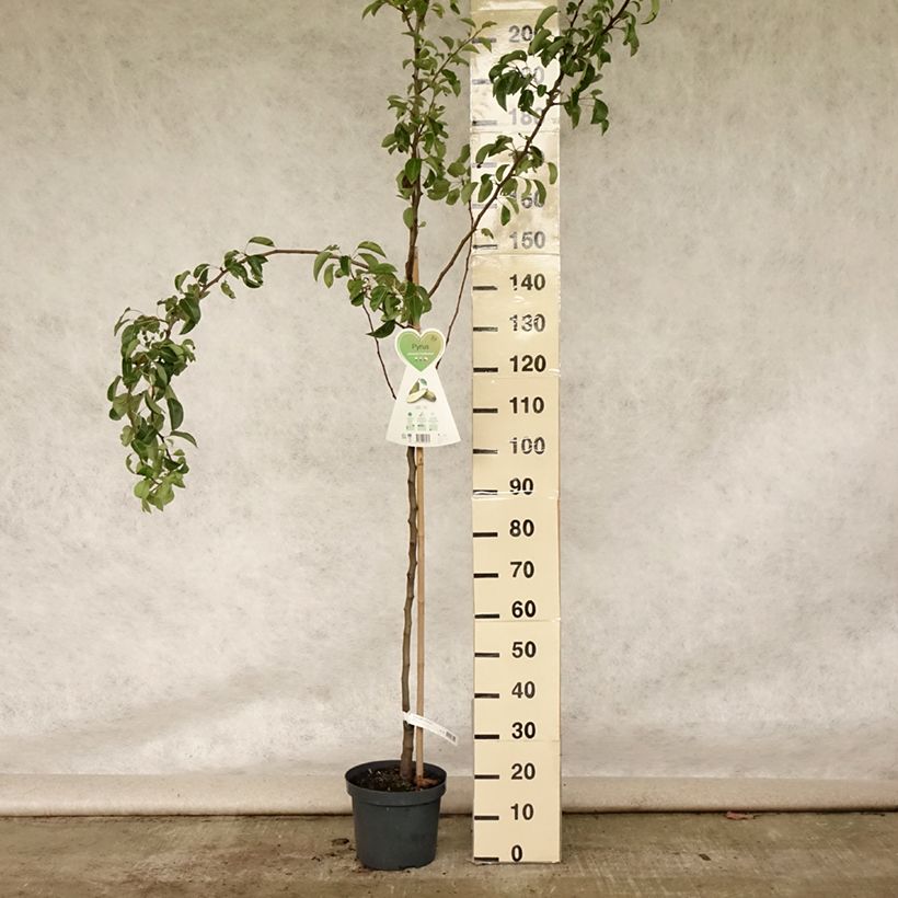 Exemplar von Birnbaum Conférence - Pyrus communis Topf mit 7,5L/10L, Gobelet-Form wie im Sommer geliefert