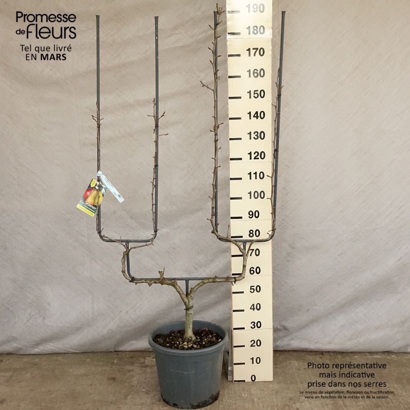 Exemplar von Birnbaum Conférence - Pyrus communis Topf mit 20L/25L, Spalierobst doppelte U-Form wie im Frühjahr geliefert