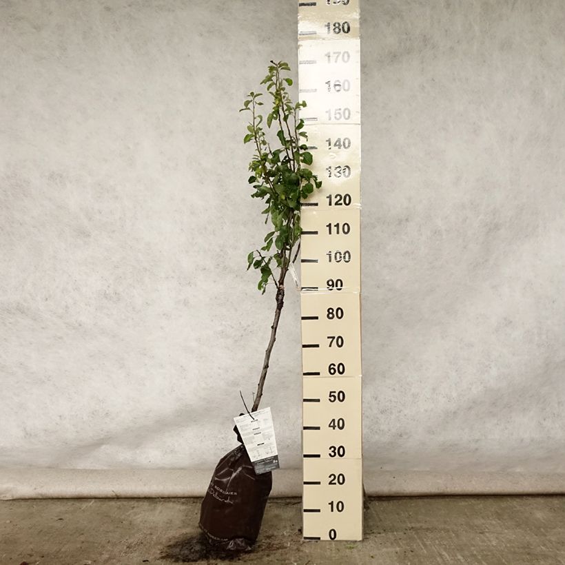 Exemplar von Birnbaum Delbard Gourmande delsavor - Pyrus communis Plug "Fertig-zum-Pflanzen", Gobelet-Form wie im Sommer geliefert