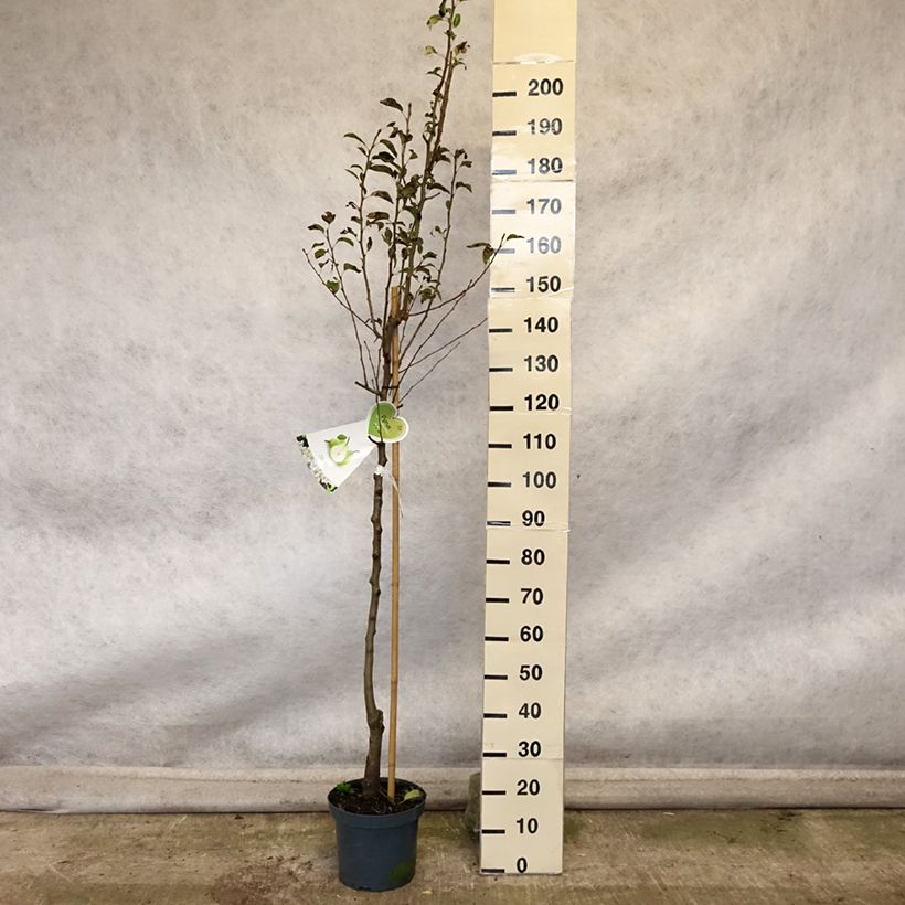 Exemplar von Birnbaum Doyenné du Comice - Pyrus communis Topf mit 7,5L/10L, Halbstamm wie im Herbst geliefert