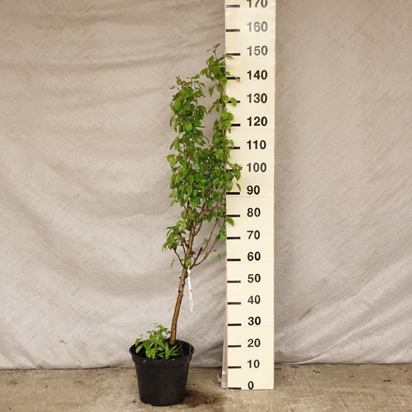 Exemplar von Birnbaum Duchesse d'Angouleme - Pyrus communis Topf mit 7,5L/10L, Gobelet-Form wie im Frühjahr geliefert