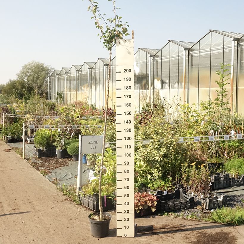 Exemplar von Birnbaum Durondeau - Pyrus communis Topf mit 7,5L/10L, HochstammGelieferte Höhe ca. 175/+cm wie im Sommer geliefert
