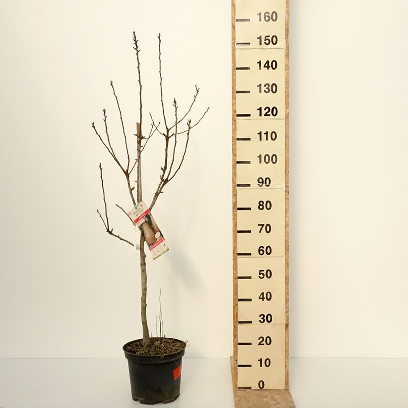 Exemplar von Birnbaum Epine du Mas (syn. Duc de Bordeaux) - Pyrus communis Topf mit 7,5L/10L, Gobelet-FormGelieferte Höhe ca. 140/160cm wie im Winter geliefert