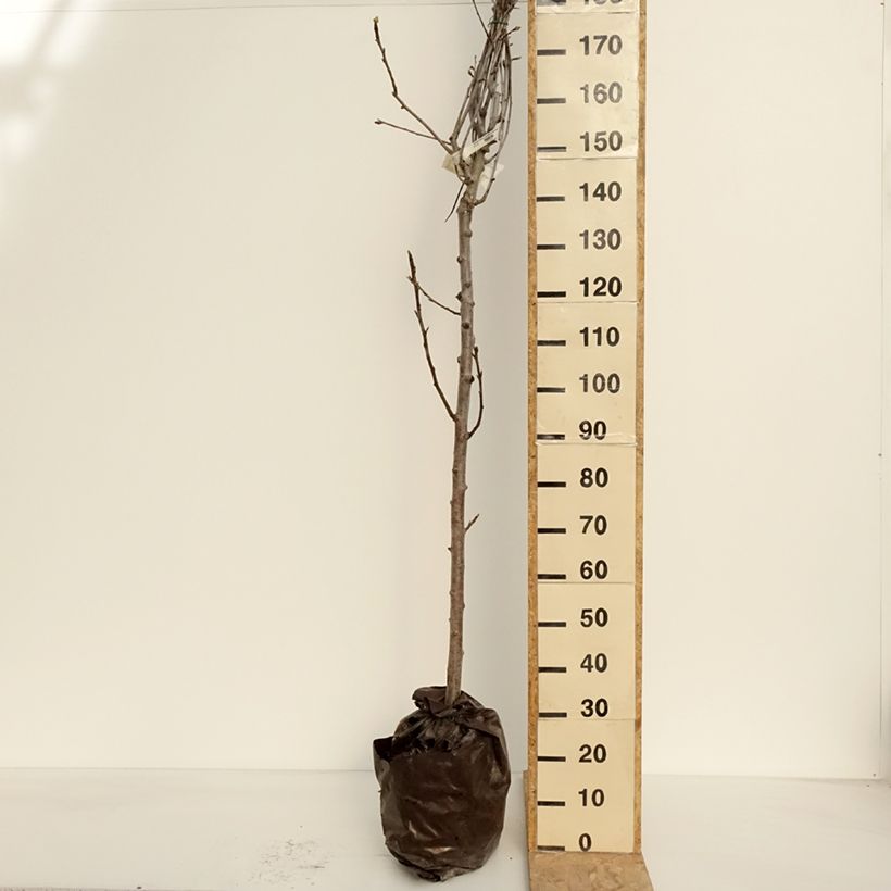 Exemplar von Birnbaum Fertilia Delbard Delwilmor - Pyrus communis Plug "Fertig-zum-Pflanzen", HalbstammGelieferte Höhe ca. 200/220cm wie im Frühjahr geliefert