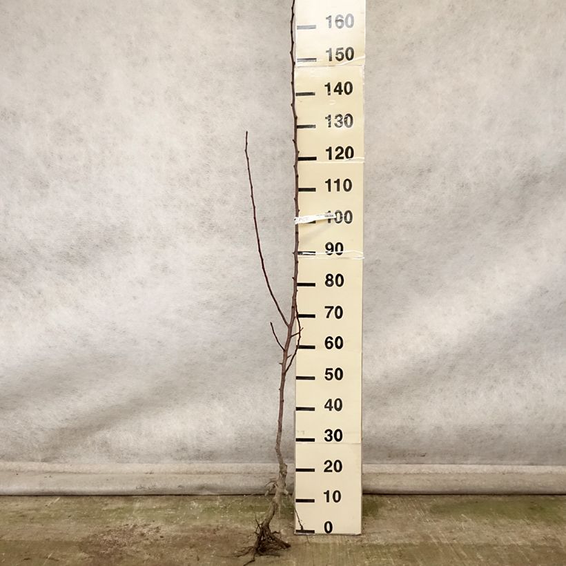 Exemplar von Birnbaum Fertilia Delbard Delwilmor - Pyrus communis Wurzelnackt, Heister wie im Herbst geliefert
