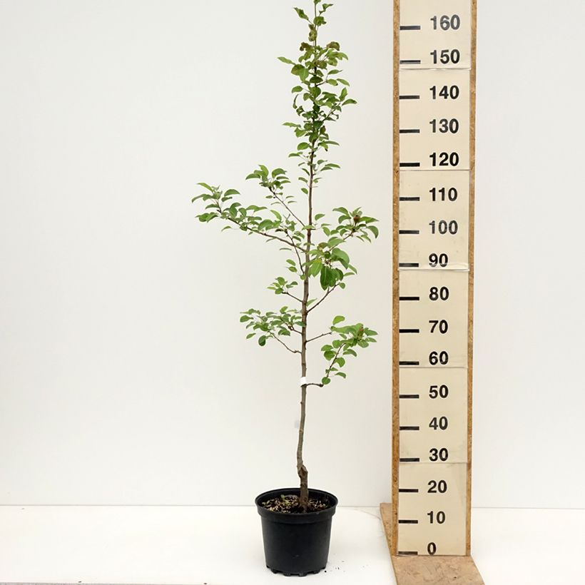 Exemplar von Birnbaum General Leclerc - Pyrus communis Topf mit 7,5L/10L, Heister wie im Frühjahr geliefert