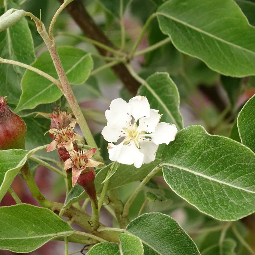 Birnbaum General Leclerc - Pyrus communis (Blüte)