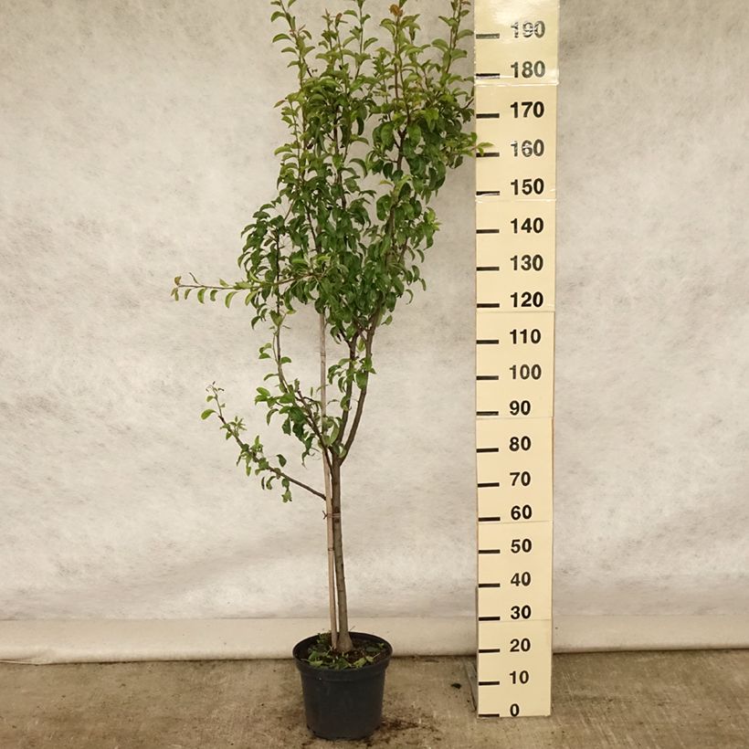 Exemplar von Birnbaum Louise Bonne d'Avranches (Gute Luise) - Pyrus communis Topf mit 7,5L/10L, Gobelet-Form wie im Sommer geliefert