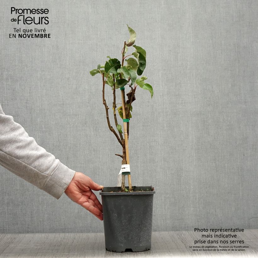 Exemplar von Zwergbirnbaum Fruit Me Pear Me Conférence - Pyrus communis Topf mit 4L/5L, Zwergform wie im Herbst geliefert