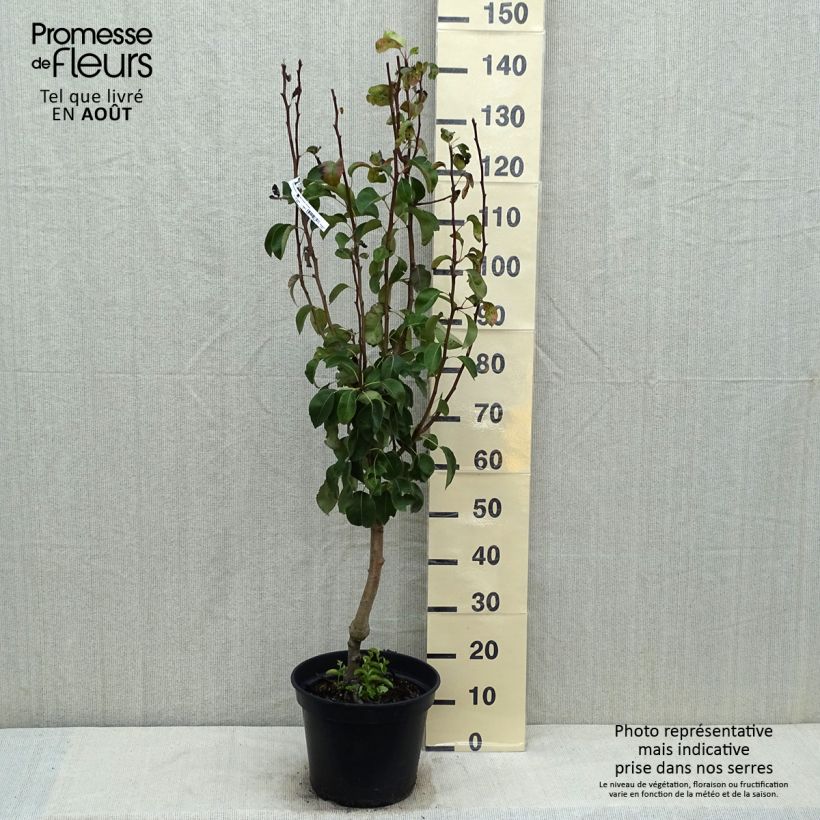Exemplar von Birnbaum Jeanne d’Arc - Pyrus communis Topf mit 7,5L/10L, Gobelet-Form wie im Sommer geliefert