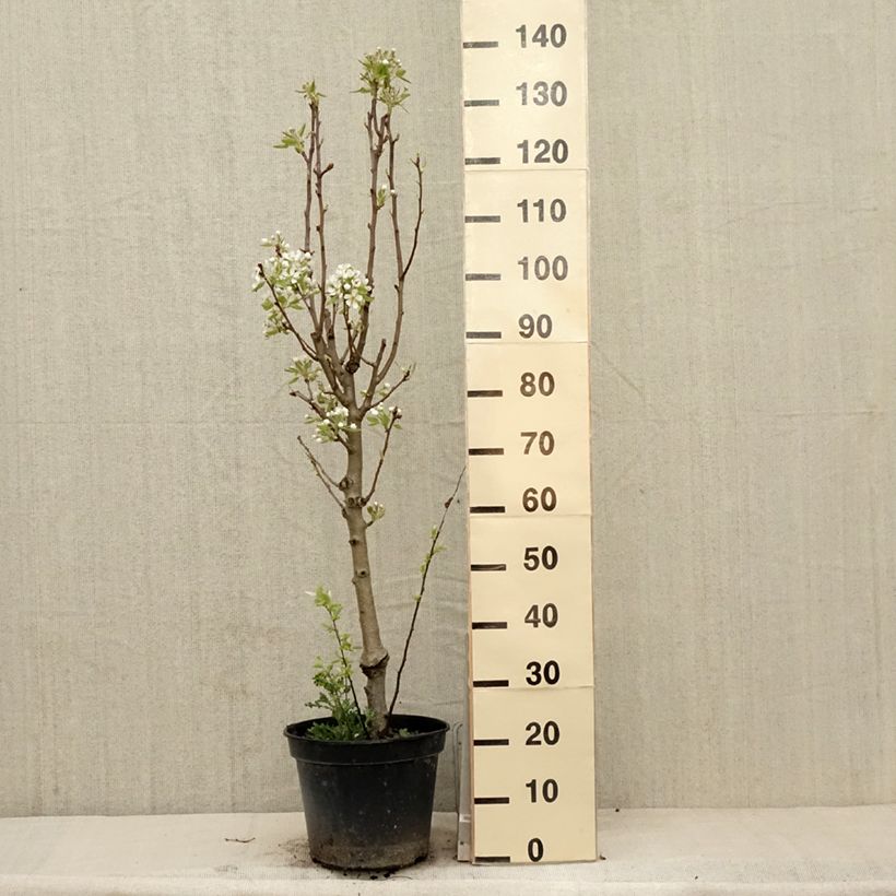 Exemplar von Birnbaum Jeanne d’Arc - Pyrus communis Topf mit 7,5L/10L, Gobelet-FormGelieferte Höhe ca. 140/160cm wie im Frühjahr geliefert