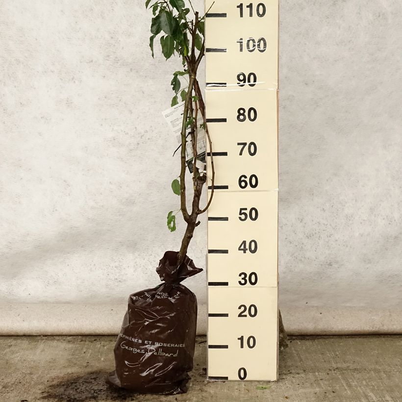 Exemplar von Birnbaum Sucrée de Montluçon - Pyrus communis Plug "Fertig-zum-Pflanzen", Gobelet-Form wie im Sommer geliefert