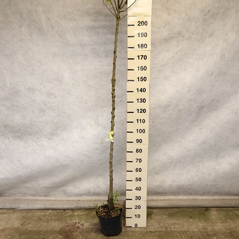 Exemplar von Birnbaum Triomphe de Vienne - Pyrus communis Topf mit 7,5L/10L, Hochstamm wie im Herbst geliefert