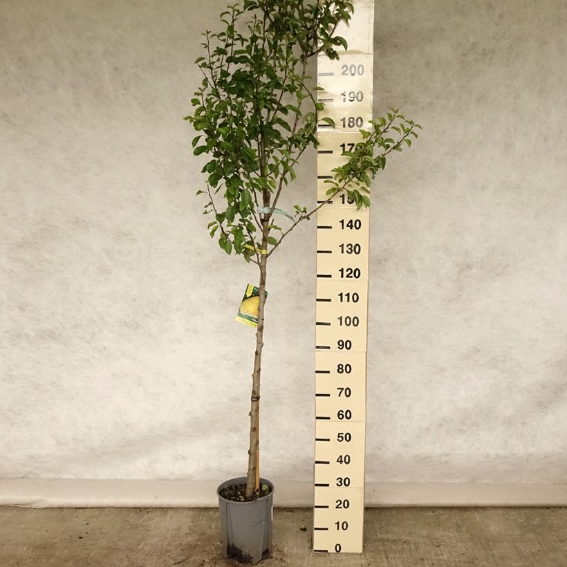 Exemplar von Birnbaum Williams - Pyrus communis Topf mit 7,5L/10L, Halbstamm wie im Sommer geliefert