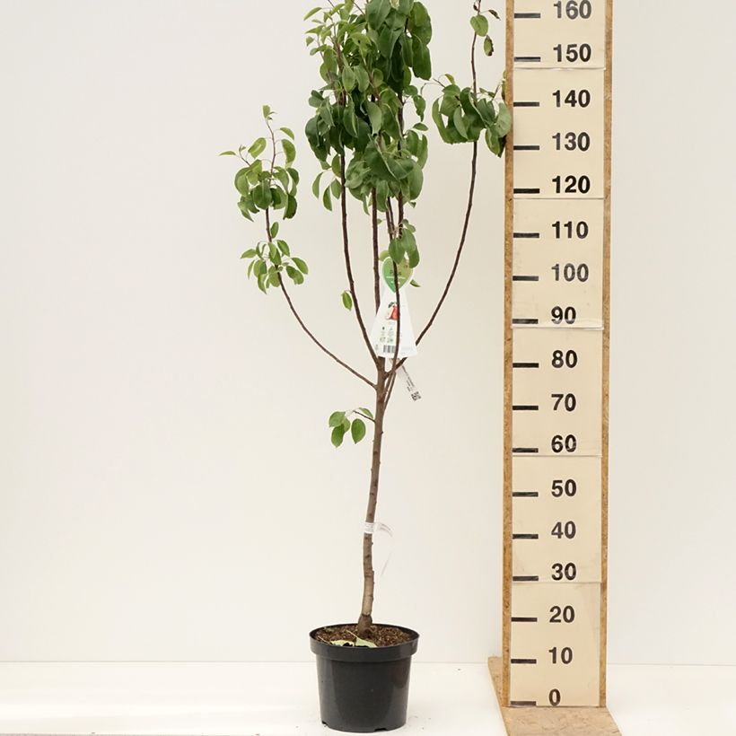 Exemplar von Birnbaum Rote Williams - Pyrus communis Topf mit 7,5L/10L, Gobelet-Form wie im Frühjahr geliefert