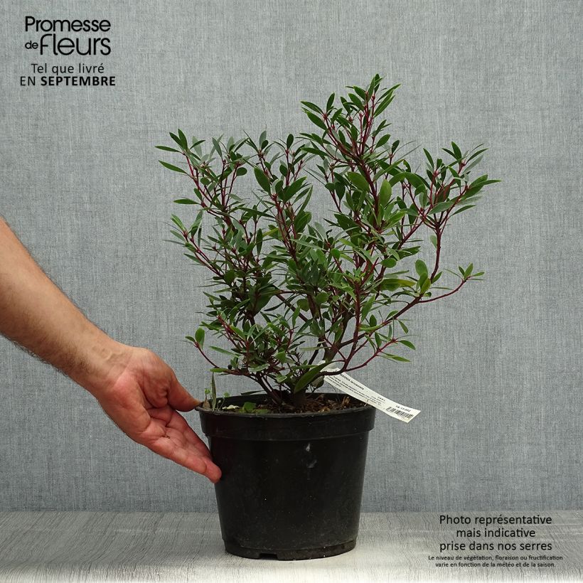 Exemplar von Drimys aromatica - Tasmanischer Bergpfeffer Topf mit 4L/5L wie im Herbst geliefert
