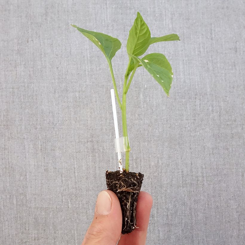 Exemplar von Paprika Jericho F1 (Veredelt) Mini-Plug Ø 3/4 cm wie im Frühjahr geliefert