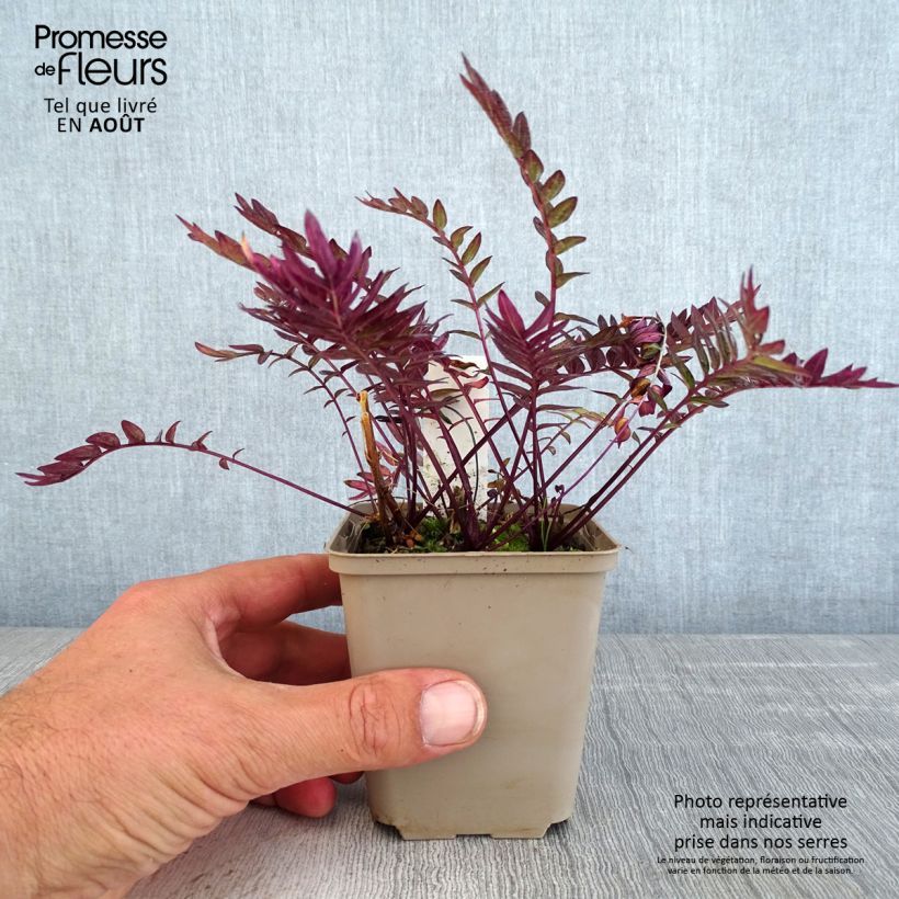 Exemplar von Polemonium Bressingham Purple - Jakobsleiter Kleine Töpfe von 8/9 cm wie im Sommer geliefert