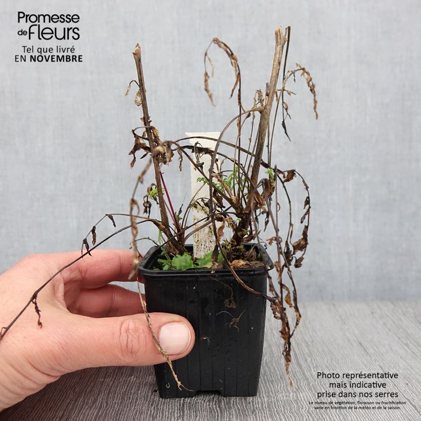 Exemplar von Polemonium carneum Apricot Delight - Jakobsleiter Kleine Töpfe von 8/9 cm wie im Herbst geliefert