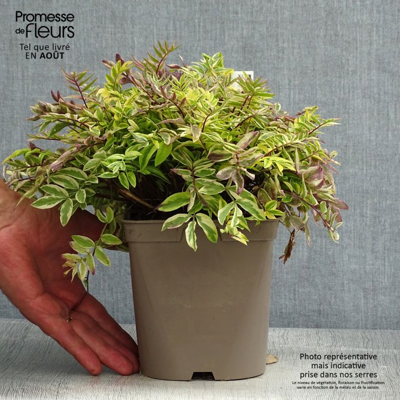 Exemplar von Polemonium pulcherrimum Golden Feathers - Jakobsleiter Topf mit 2L/3L wie im Sommer geliefert