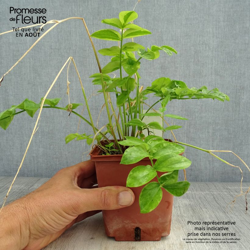 Exemplar von Polemonium reptans Stairway to Heaven - Jakobsleiter Topf mit 1L/1,5L wie im Sommer geliefert