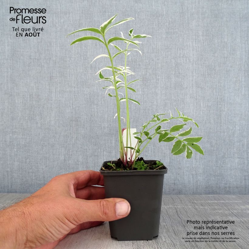 Exemplar von Polemonium reptans Touch of Class - Jakobsleiter Kleine Töpfe von 8/9 cm wie im Sommer geliefert