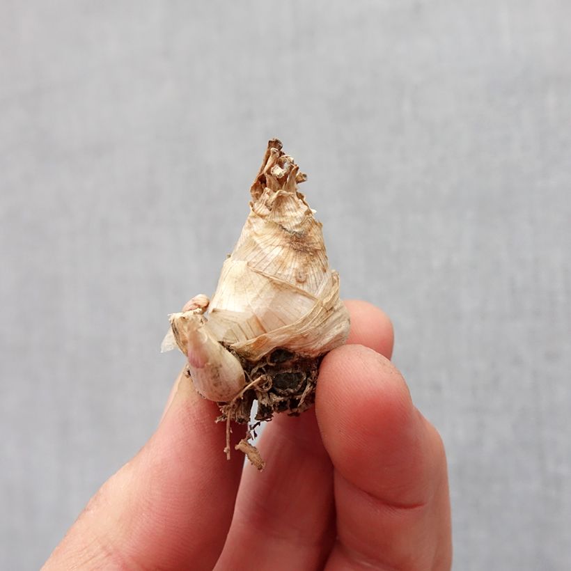 Exemplar von Polyanthes tuberosa Super Gold - Tuberose Zwiebel Kaliber/Größe 10+ wie im Frühjahr geliefert
