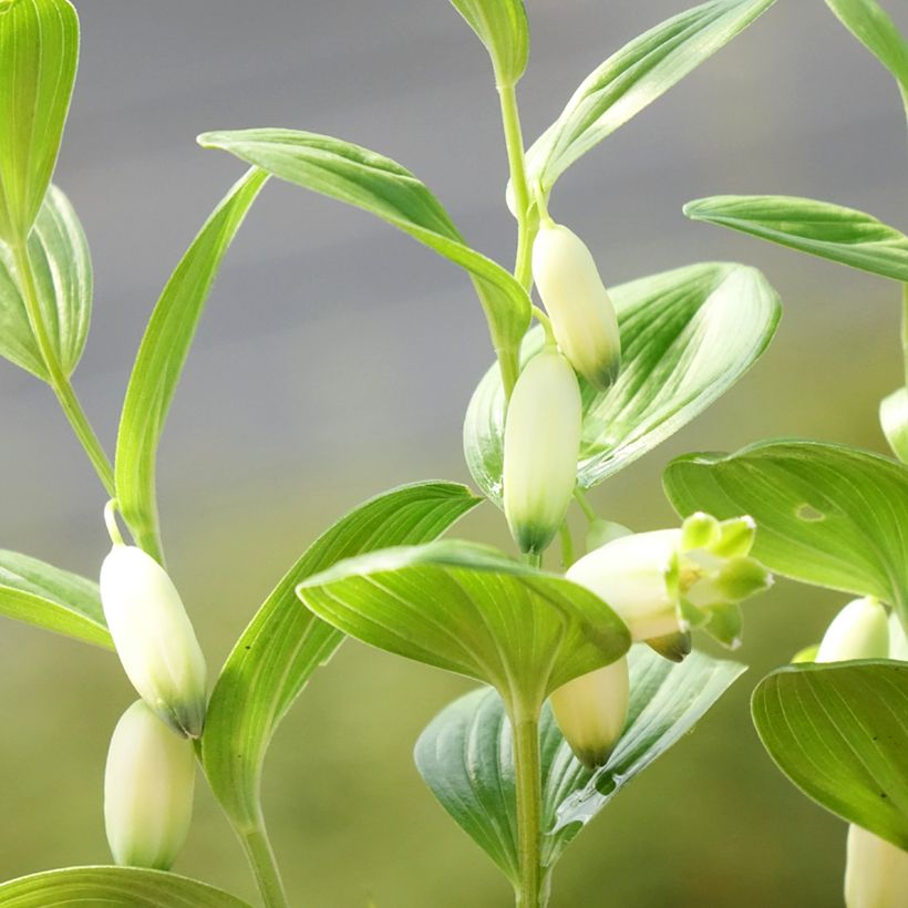 Polygonatum humile - Weißwurz (Blüte)