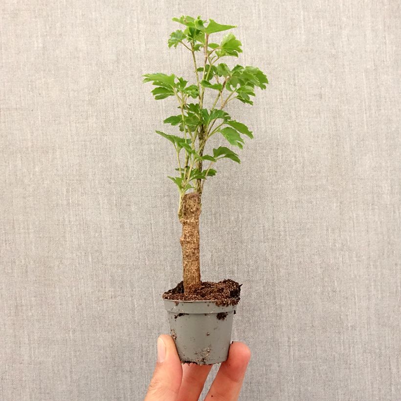 Exemplar von Polyscias balfouriana Butterfly - Fiederaralie Mini-plante wie im Frühjahr geliefert