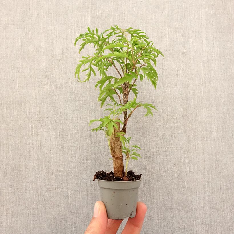 Exemplar von Polyscias filicifolia - Fiederaralie Mini-plante wie im Frühjahr geliefert