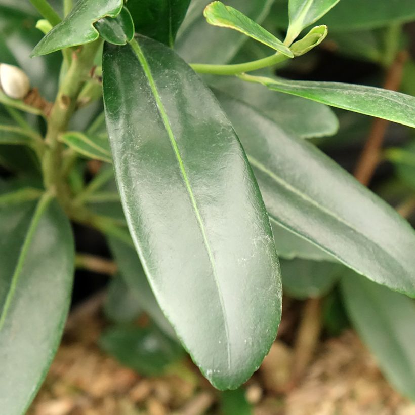 Polyspora axillaris (Laub)
