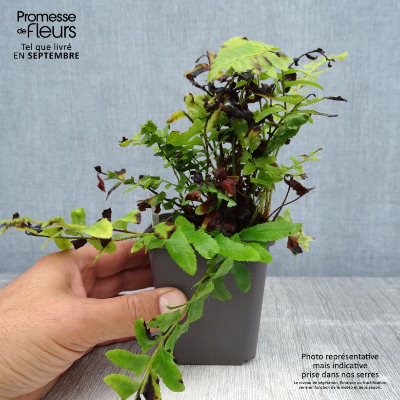 Exemplar von Amerikanischer Weihnachtsfarn - Polystichum acrostichoides Kleine Töpfe von 8/9 cm wie im Sommer geliefert