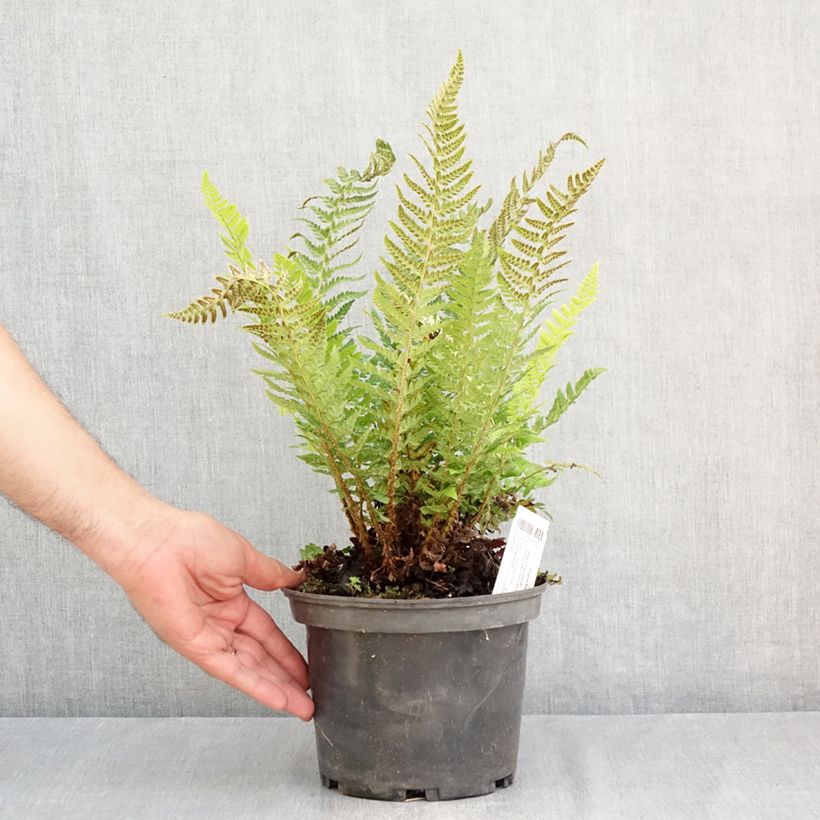 Exemplar von Gelappter Schildfarn - Polystichum aculeatum Topf mit 2L/3L wie im Sommer geliefert