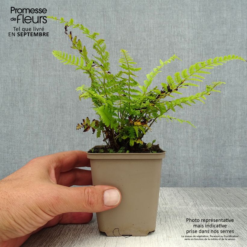 Exemplar von Brauns Schildfarn - Polystichum braunii Kleine Töpfe von 8/9 cm wie im Sommer geliefert