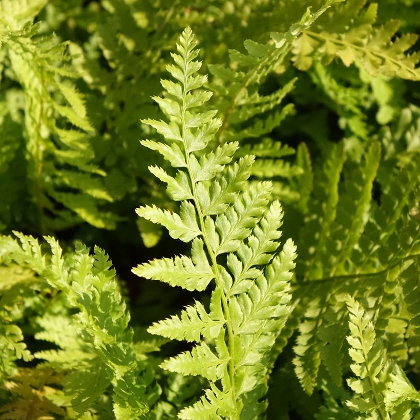 Brauns Schildfarn - Polystichum braunii (Laub)