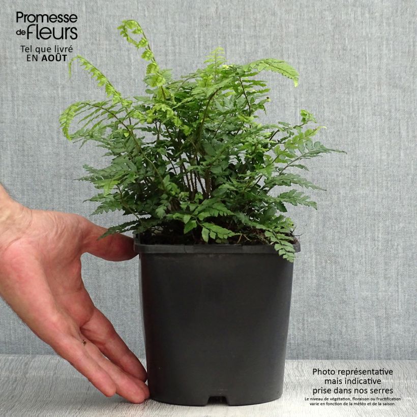 Exemplar von Makino-Schildfarn - Polystichum makinoi Topf mit 2L/3L wie im Sommer geliefert