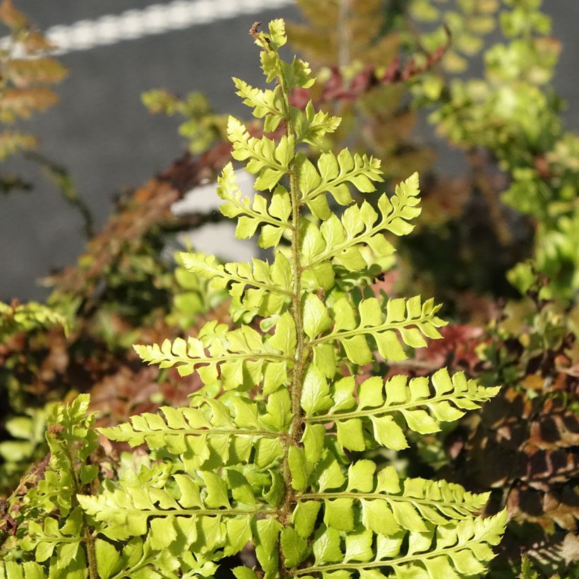 Makino-Schildfarn - Polystichum makinoi (Laub)