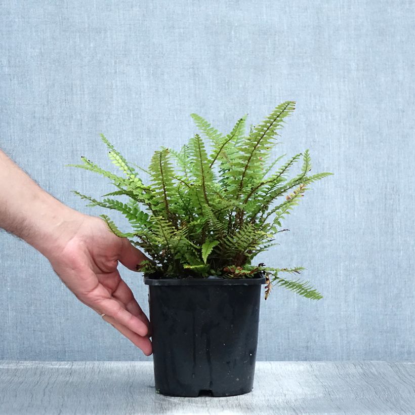 Exemplar von Schildfarn - Polystichum neolobatum Topf mit 2L/3L wie im Sommer geliefert