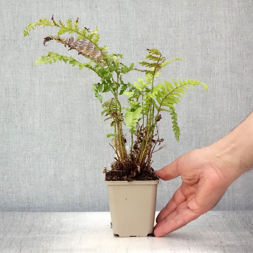 Exemplar von Japanischer Glanzschildfarn - Polystichum polyblepharum Kleine Töpfe von 8/9 cm wie im Sommer geliefert