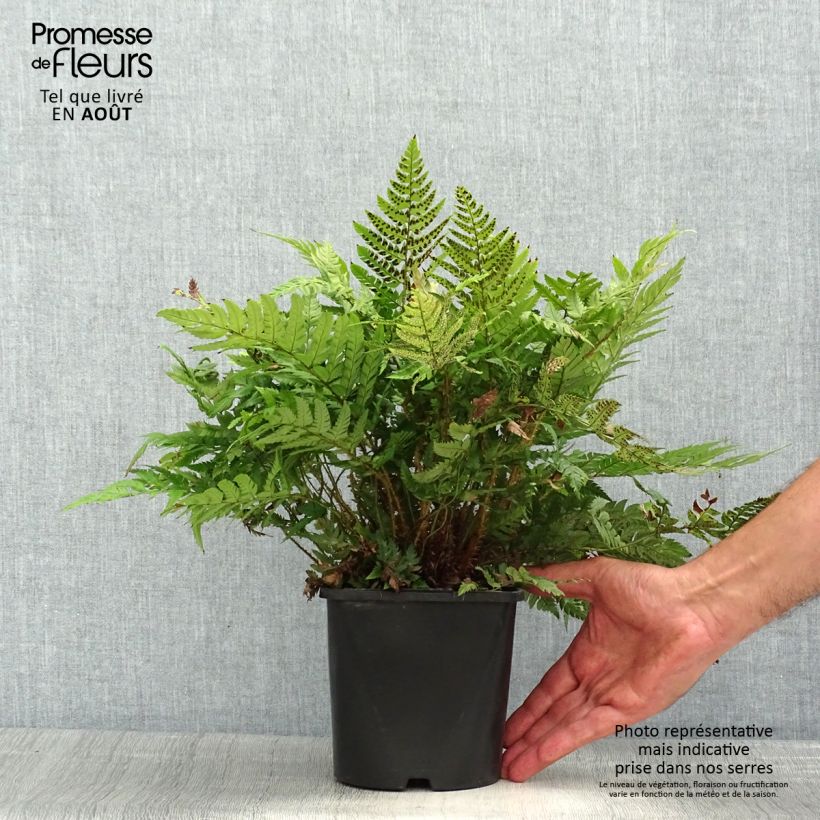Exemplar von Steifer Schildfarn - Polystichum rigens Topf mit 2L/3L wie im Sommer geliefert