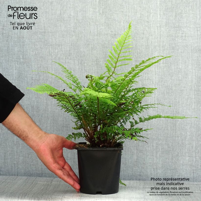 Exemplar von Weicher Schildfarn Herrenhausen - Polystichum setiferum Topf mit 2L/3L wie im Sommer geliefert