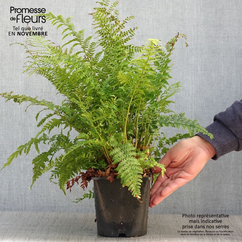 Exemplar von Weicher Schildfarn - Polystichum setiferum Topf mit 2L/3L wie im Herbst geliefert