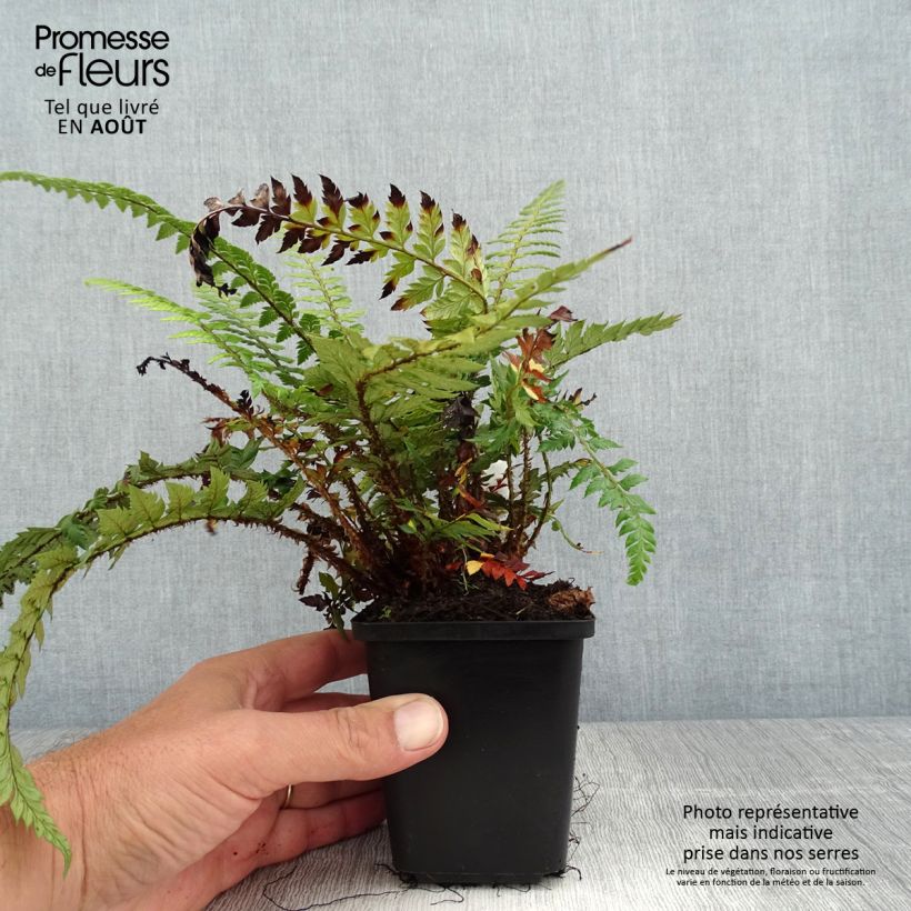 Exemplar von Japanischer Glanzschildfarn Shiny Holy Fern - Polystichum polyblepharum Kleine Töpfe von 8/9 cm wie im Sommer geliefert