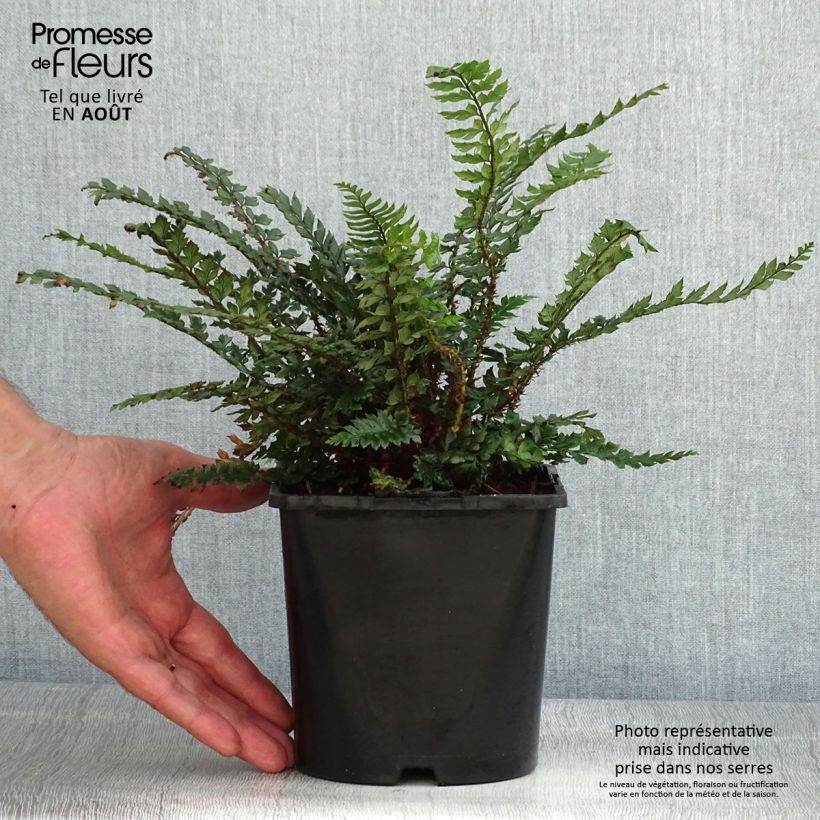 Exemplar von Japanischer Glanzschildfarn Shiny Holy Fern - Polystichum polyblepharum Topf mit 2L/3L wie im Sommer geliefert